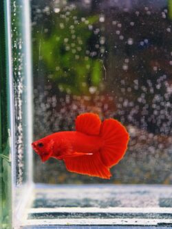 BB105 - HMPK Super Red