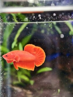 BB105 - HMPK Super Red