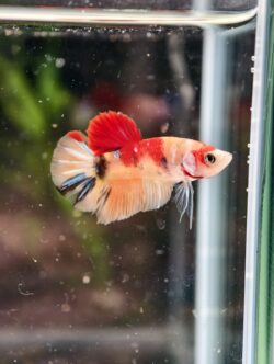 BB105 - HMPK Nemo Koi