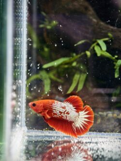 BB104 - HMPK Red Fancy Copper