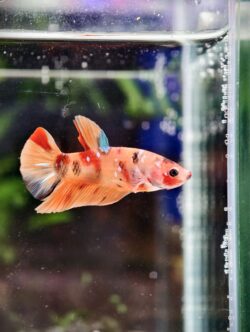 BB107 - HMPK Nemo Koi