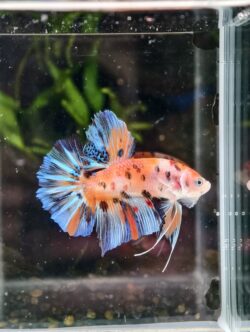 BB107 - HMPK Giant Nemo Koi