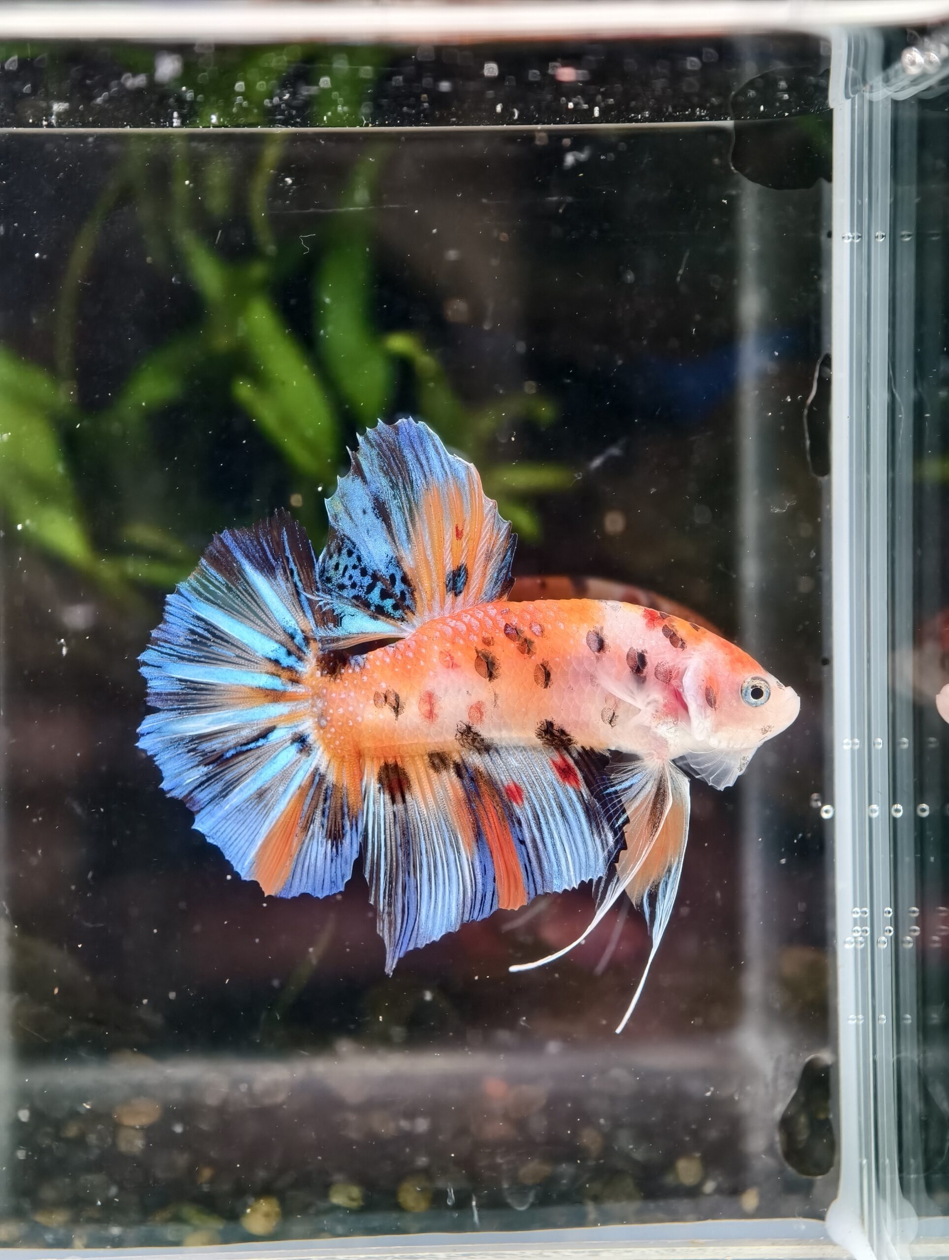 BB107 - HMPK Giant Nemo Koi