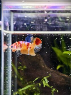 BB108 - HMPK Nemo Koi