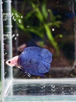 BB112 - DTPK Blue White