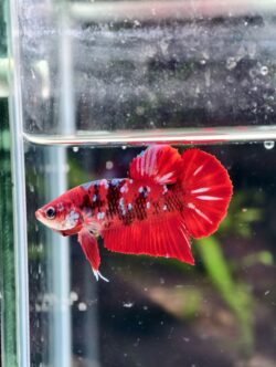 BB113 - Super Red Koi Galaxy