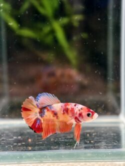 BB114 - HMPK Nemo Koi