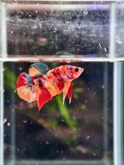 BB115 - HMPK Nemo Koi