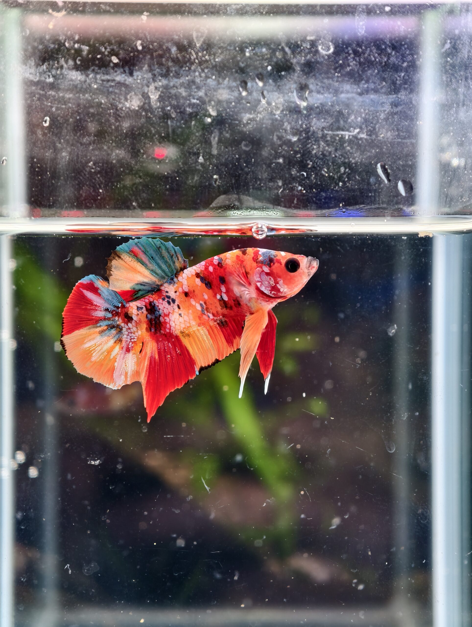 BB115 - HMPK Nemo Koi