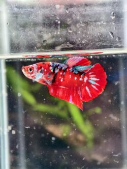 BB116 - HMPK Super Red Koi Galaxy