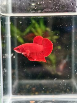 BB117 - HMPK Super Red