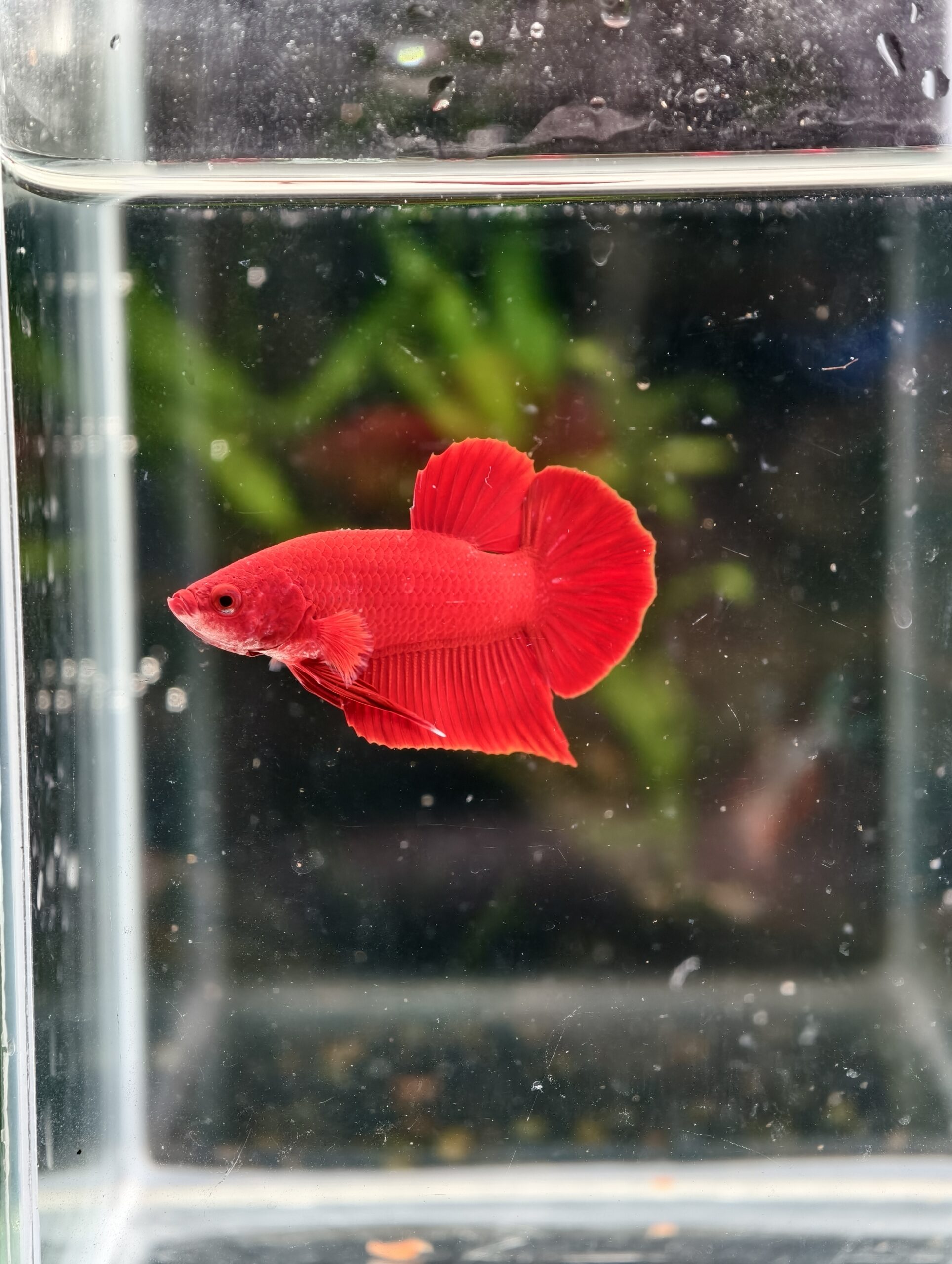 BB117 - HMPK Super Red