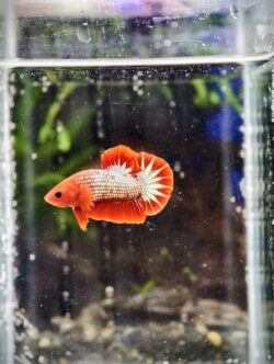 BB204 - HMPK  Red Fancy Copper