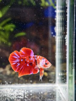 BB205 - HMPK Super Red Koi Galaxy