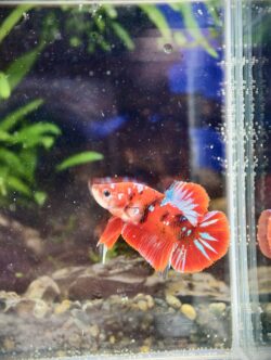 BB206 - HMPK Super Red Koi Galaxy