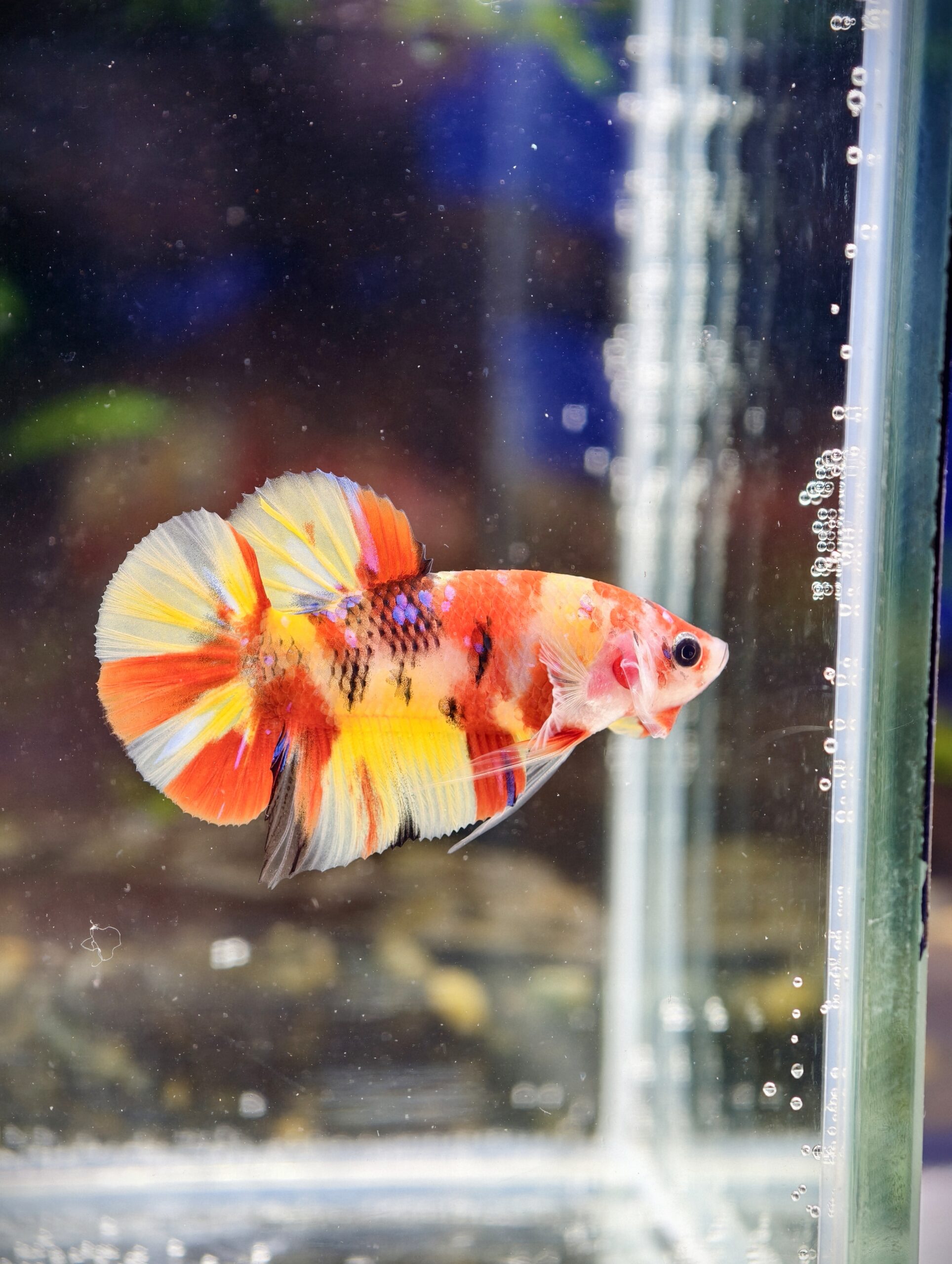 BB210 - HMPK Nemo Koi