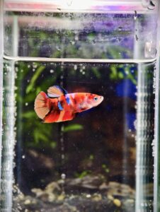 BB301 - HMPK Red Koi Nemo