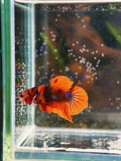 BB301 - HMPK Nemo Koi