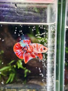 BB302 - HMPK Red Galaxy Koi