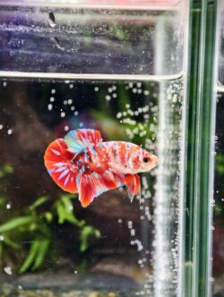 BB302 - HMPK Red Galaxy Koi