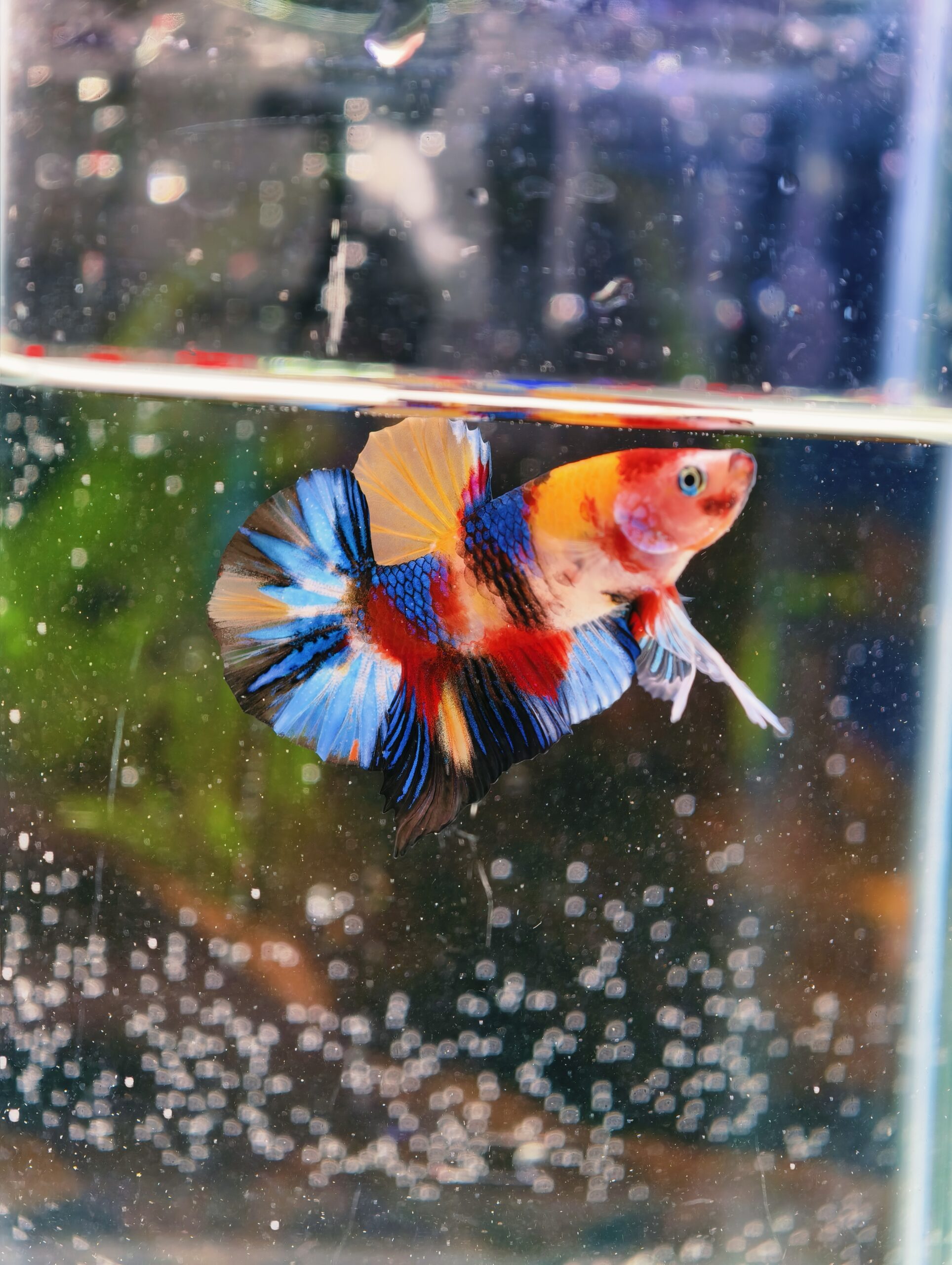 BB302 - HMPK Neon Koi