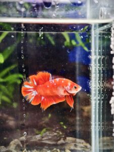 BB303 - HMPK - Super Red Galaxy Koi