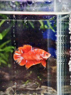 BB303 - HMPK - Super Red Galaxy Koi