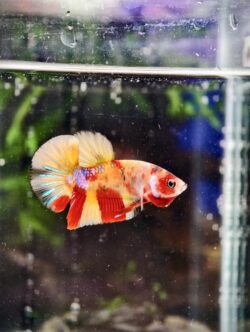 BB304 - HMPK Galaxy Nemo Koi