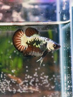 BB304 - HMPK Black Samurai