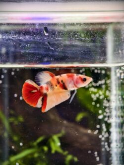 BB305 - HMPK Nemo Koi