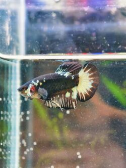 BB310 - HMPK Black Samurai