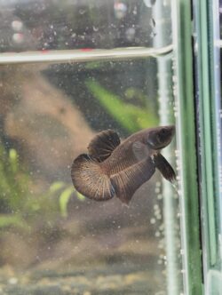 BB402 - HMPK Super Black