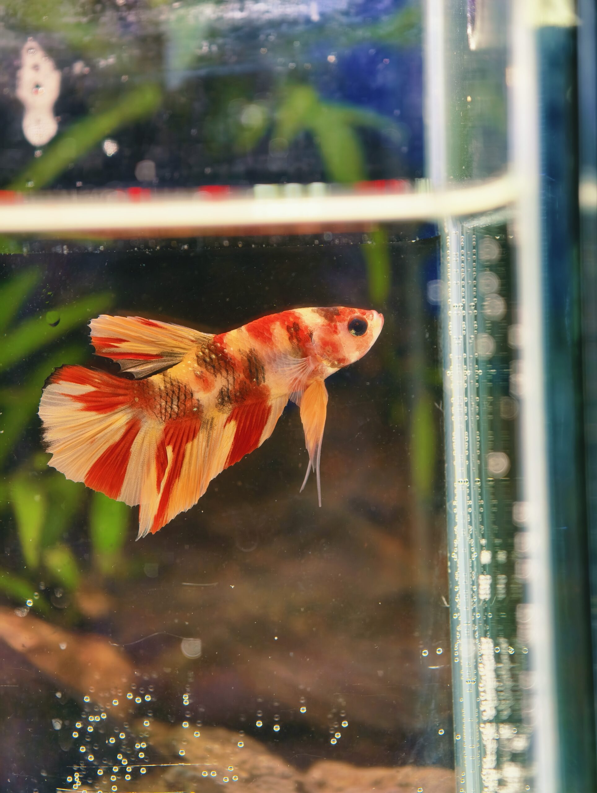 BB403 - HMPK Red Metallic Koi