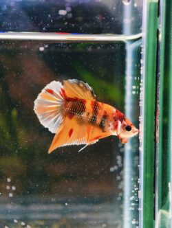 BB404 - HMPK Red Metallic Koi