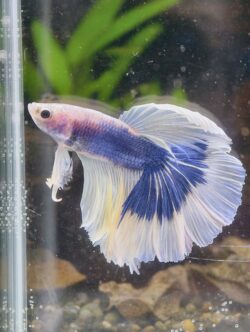 BB406 - HM White Blue Butterfly