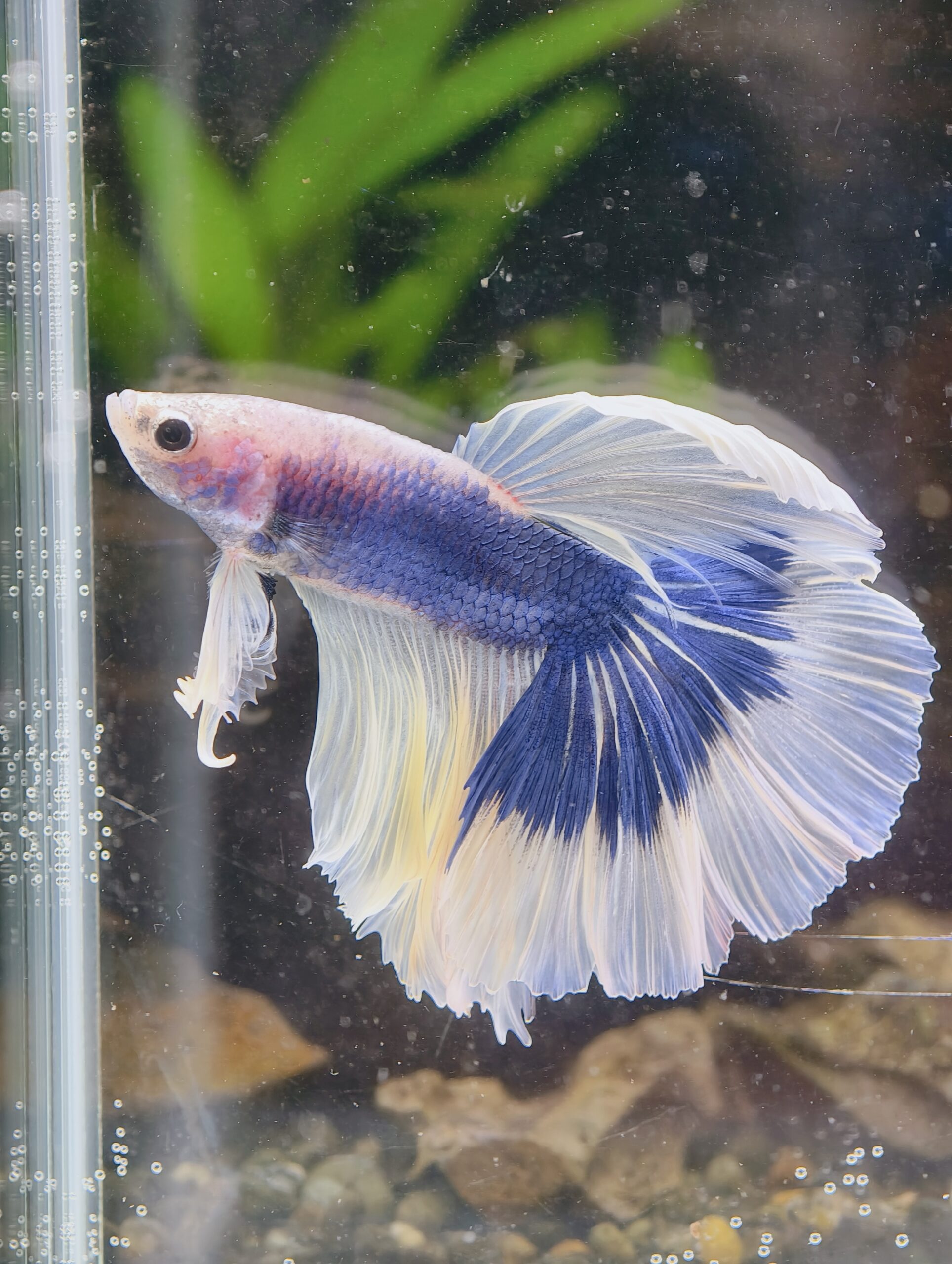 BB406 - HM White Blue Butterfly