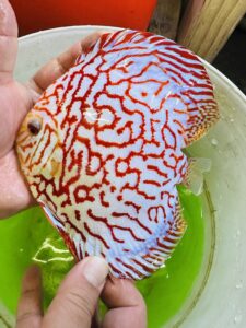 Red Checkerboard 14/15cm BO
