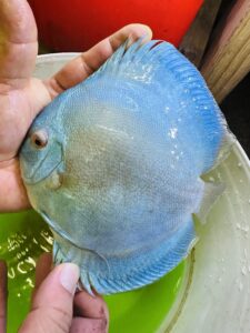Blue Diamond 12/13cm BO