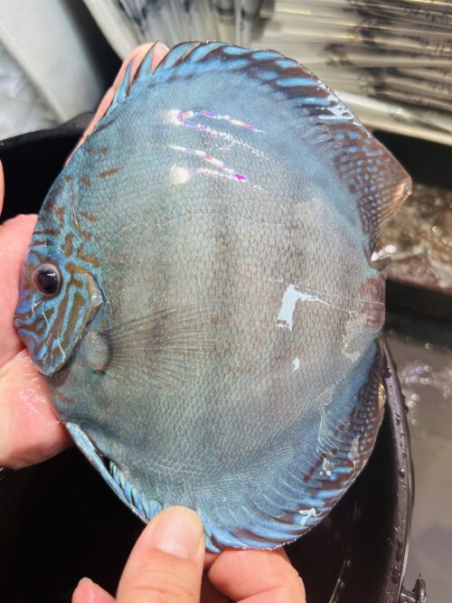 Cobalt 13-15cm BO