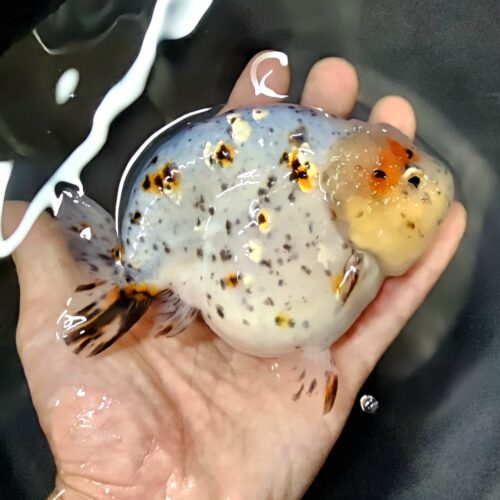15-16cm High Body Ranchu by QGF