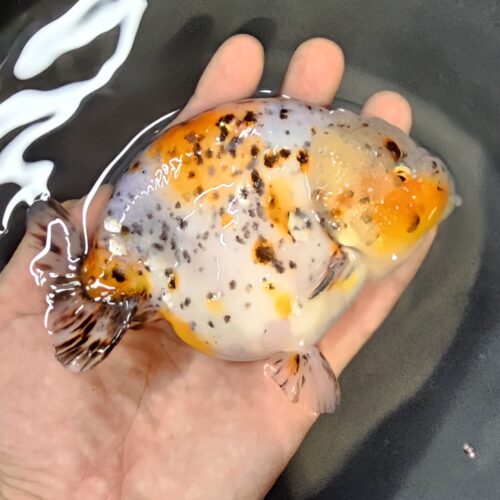15-16cm High Body Ranchu by QGF