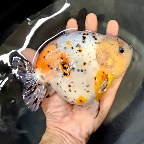 15-16cm High Body Ranchu by QGF