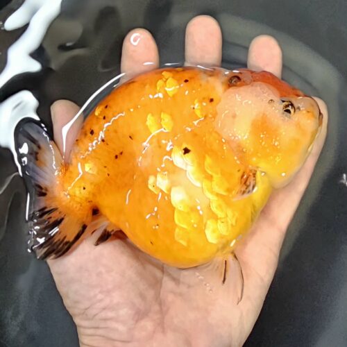 15-16cm High Body Ranchu by QGF