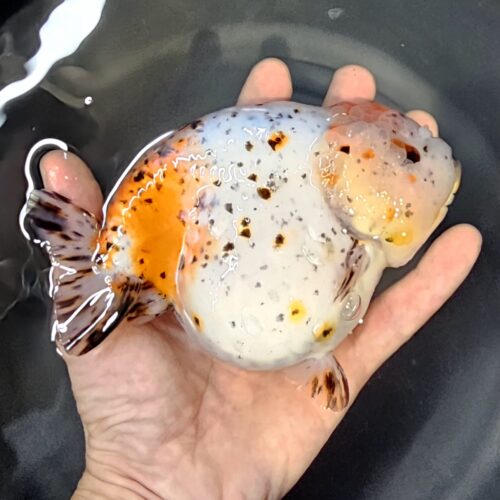 15-16cm High Body Ranchu by QGF