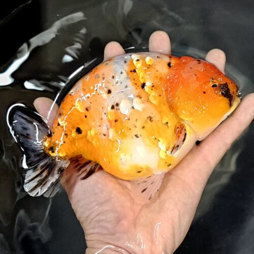 15-16cm High Body Ranchu by QGF