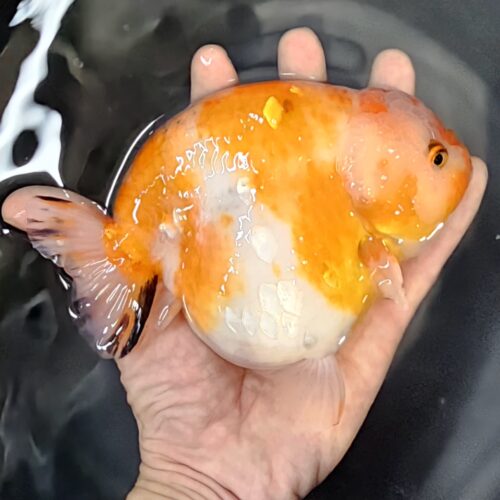 15-16cm High Body Ranchu by QGF
