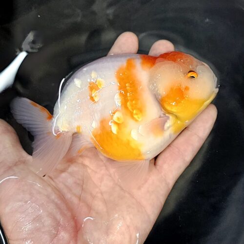 15-16cm High Body Ranchu by QGF