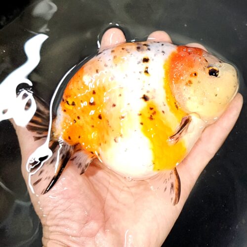 15-16cm High Body Ranchu by QGF