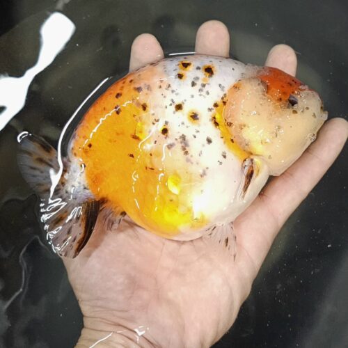 15-16cm High Body Ranchu by QGF