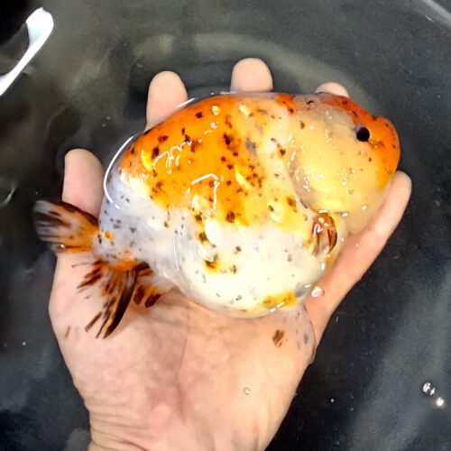 15-16cm High Body Ranchu by QGF